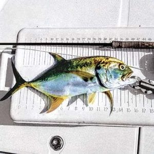 Crevalle jack -- a mean package by any name